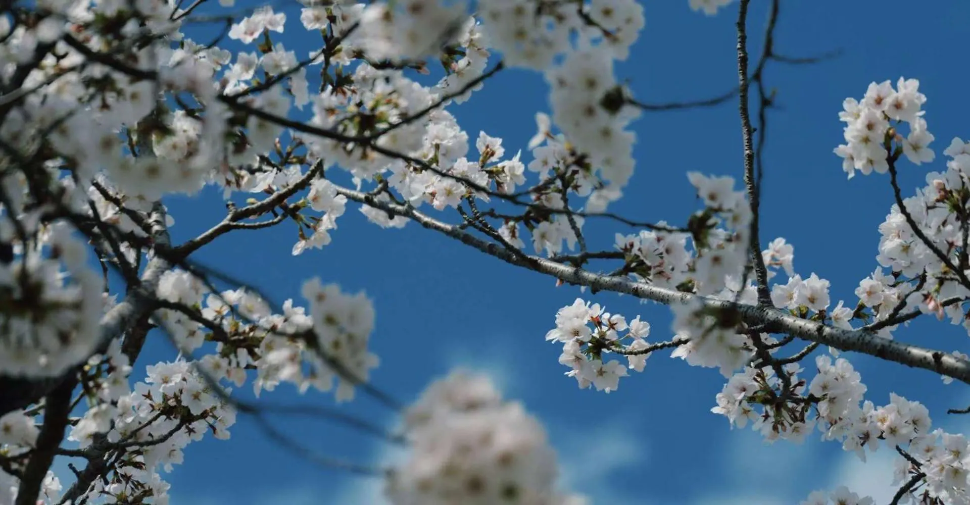 -時の宿 二条- 二条城前駅 Toki Nijo Roomb Kyoto Japan